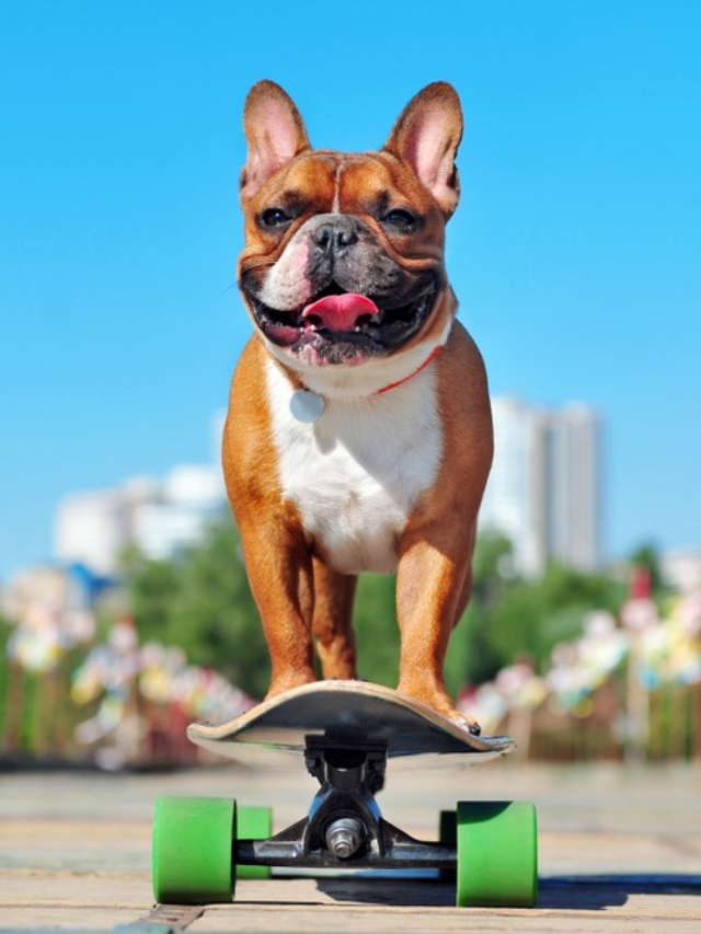 Unlock Frenchie Fun: 8 Top Training Tips for New Owners