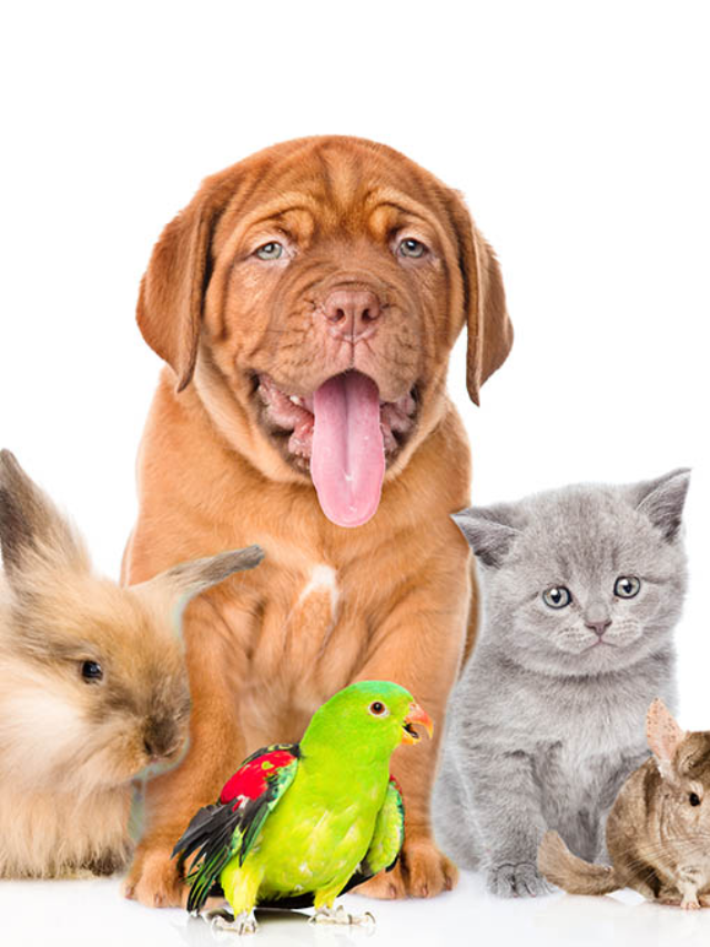 5 Tips to Find Perfect Pet Picks for Your Busy Life